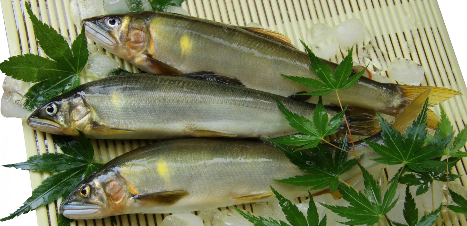 琵琶湖鮎