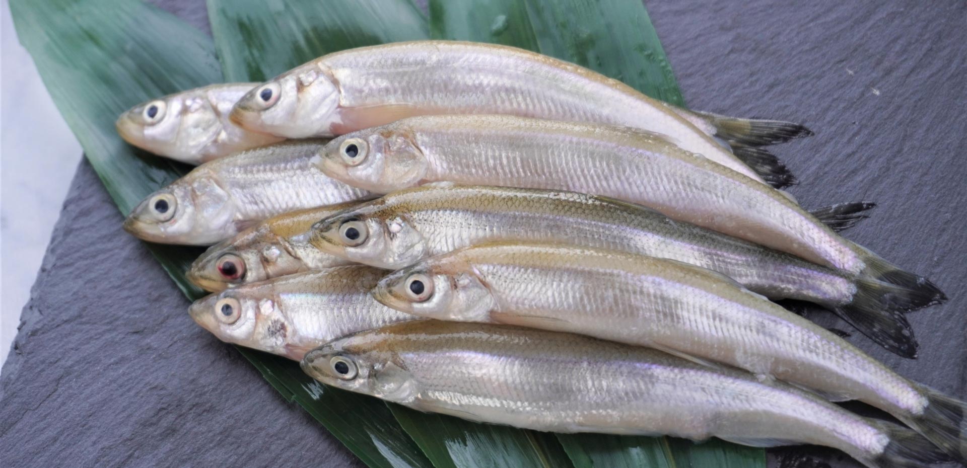 琵琶湖わかさぎ